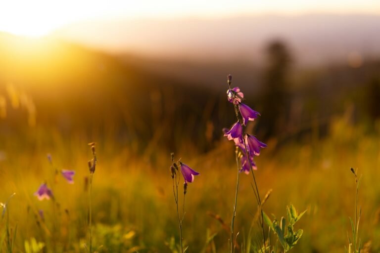 Flores roxas em uma paisagem de montanha ao nascer do sol