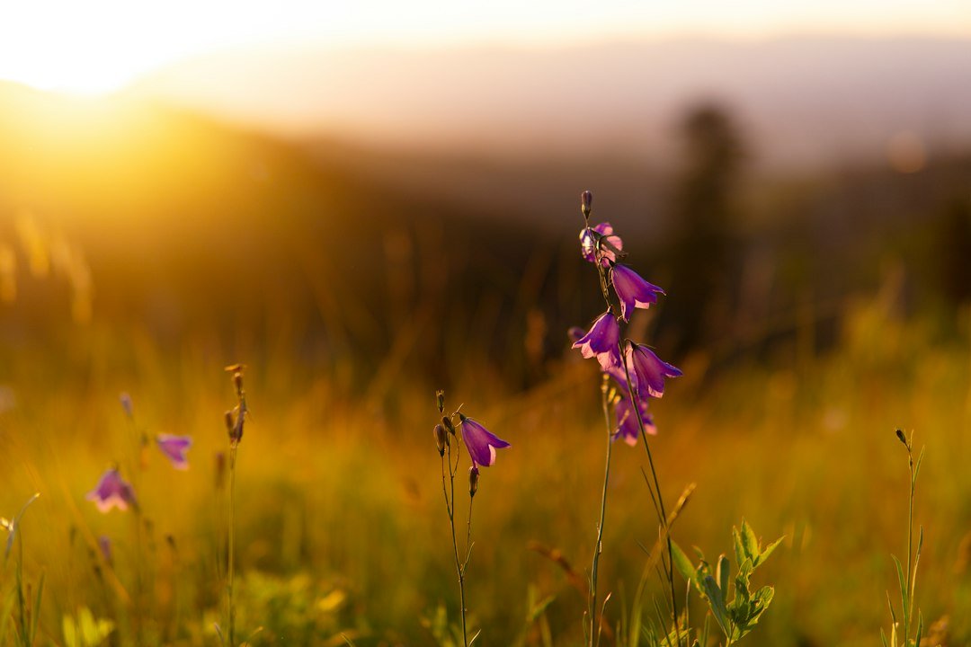Flores roxas em uma paisagem de montanha ao nascer do sol