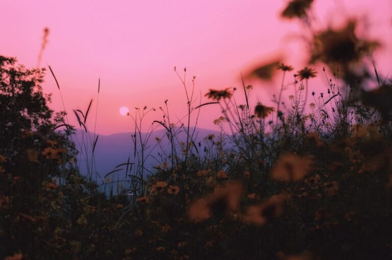Sol se pondo sobre um campo de flores