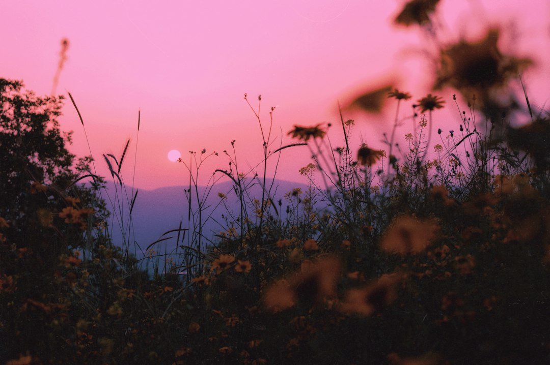 Sol se pondo sobre um campo de flores