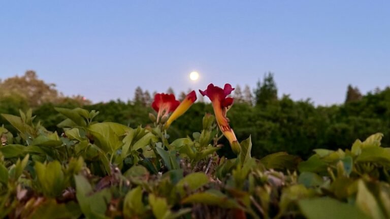 Lua cheia vista de um jardim