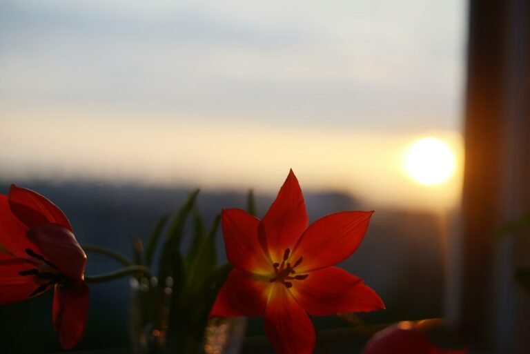 Tulipas vermelhas iluminadas pelo nascer do sol