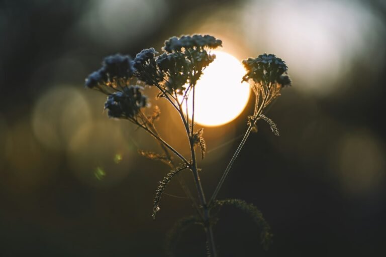 Planta em primeiro plano com o sol ao fundo