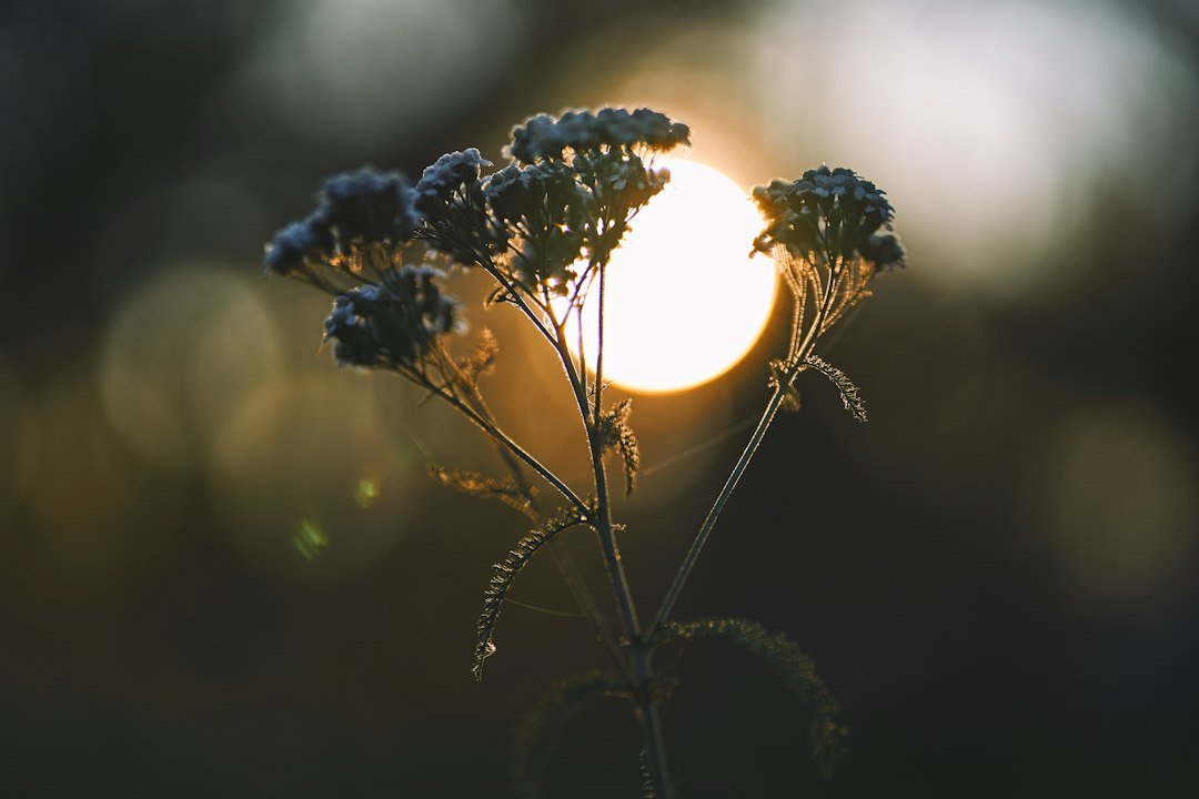 Planta em primeiro plano com o sol ao fundo