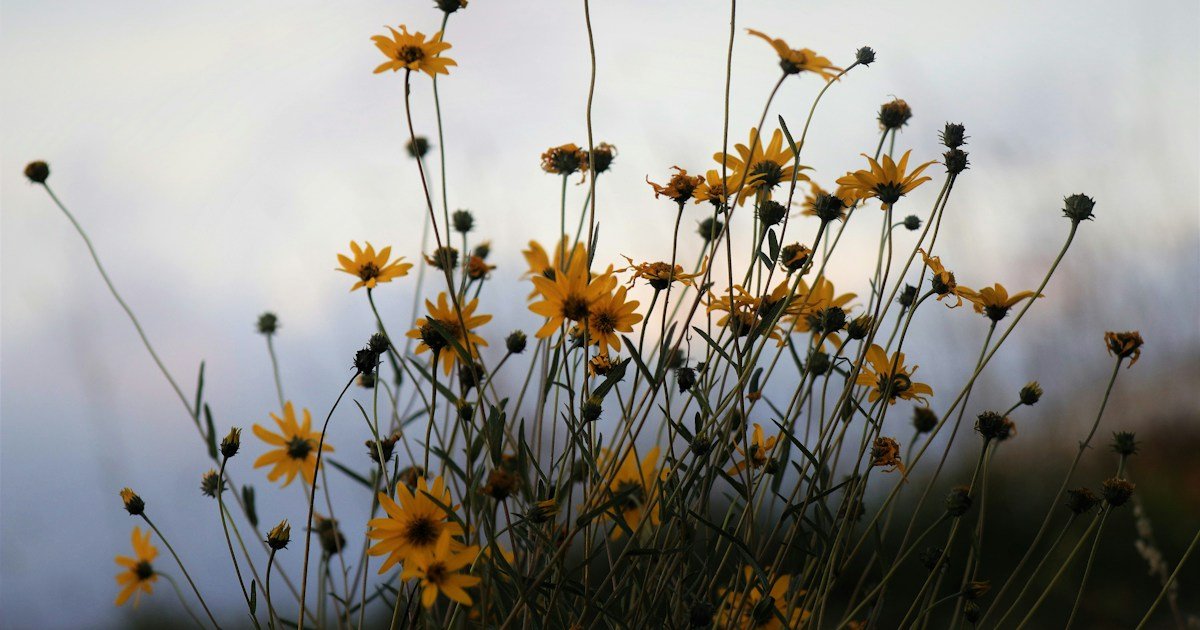 Reflexão de Bom Dia para Segunda-Feira: 54 Mensagens 1 Flores ao amanhecer para reflexão de segunda-feira