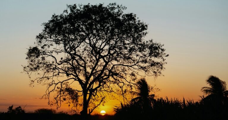 Salmos de Bom Dia para WhatsApp: 48 Mensagens 18 Amanhecer sereno para salmos de bom dia
